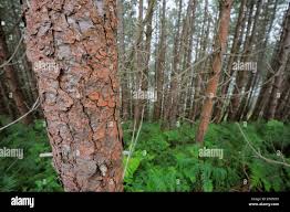 Attēlu rezultāti vaicājumam “Trentepohlia sp.”