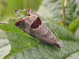 Attēlu rezultāti vaicājumam “Notocelia uddmanniana”