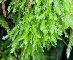 Attēlu rezultāti vaicājumam “Pohlia wahlenbergii var. calcarea”