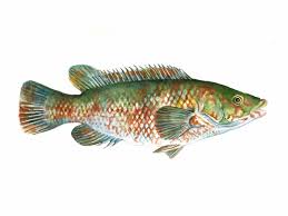 Image result for Labrus bergylta