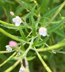 Attēlu rezultāti vaicājumam “Epilobium”