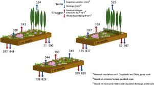 Attēlu rezultāti vaicājumam “Populus x petrowskyana”