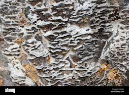 Attēlu rezultāti vaicājumam “Trachyspora intrusa”