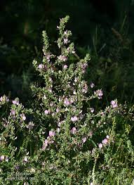 Attēlu rezultāti vaicājumam “Ononis arvensis”