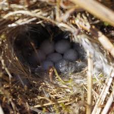 Attēlu rezultāti vaicājumam “Phylloscopus trochilus nest”