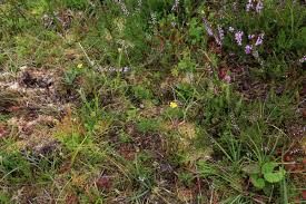 Attēlu rezultāti vaicājumam “Sphagnum compactum”