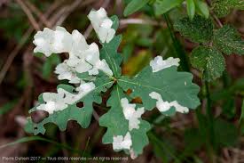 Attēlu rezultāti vaicājumam “Tischeria ekebladella”