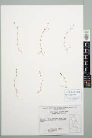 Attēlu rezultāti vaicājumam “Stellaria crassifolia”