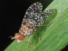 Attēlu rezultāti vaicājumam “Trypetoptera punctulata”