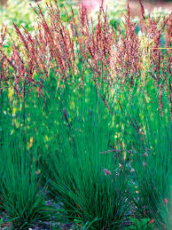 Attēlu rezultāti vaicājumam “Molinia caerulea flower”
