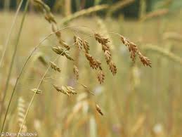 Attēlu rezultāti vaicājumam “Bromus secalinus”