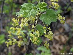 Attēlu rezultāti vaicājumam “Ribes rubrum leaf”