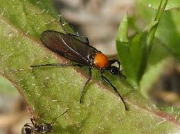Attēlu rezultāti vaicājumam “Bibionidae”