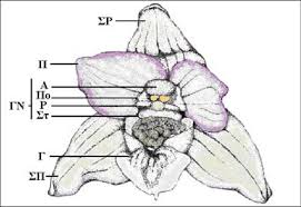 Attēlu rezultāti vaicājumam “Epipactis helleborine flower”