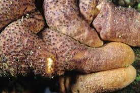 Attēlu rezultāti vaicājumam “Hypocreopsis lichenoides”