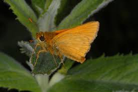 Attēlu rezultāti vaicājumam “Ochlodes sylvanus underside”