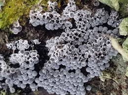 Attēlu rezultāti vaicājumam “Badhamia capsulifera”