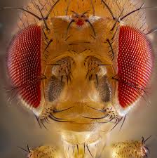 Attēlu rezultāti vaicājumam “Drosophila melanogaster”
