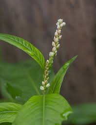 Attēlu rezultāti vaicājumam “Persicaria lapathifolia leaf”