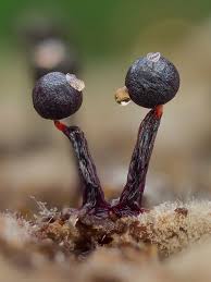 Attēlu rezultāti vaicājumam “Cribraria sp.”