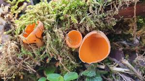 Attēlu rezultāti vaicājumam “Sarcoscypha austriaca var. lutea”