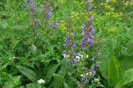 Image result for Salvia pratensis