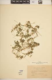 Attēlu rezultāti vaicājumam “Callitriche verna”