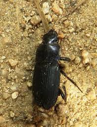 Attēlu rezultāti vaicājumam “Grynocharis oblonga”