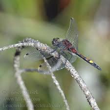 Attēlu rezultāti vaicājumam “Leucorrhinia pectoralis”