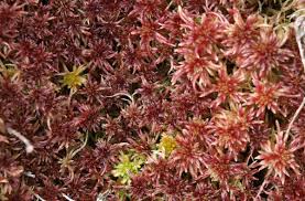 Attēlu rezultāti vaicājumam “Sphagnum magellanicum”