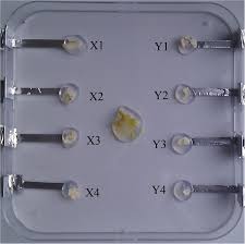 Attēlu rezultāti vaicājumam “Physarum melleum young”