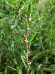 Attēlu rezultāti vaicājumam “Polygonum arenastrum flower”