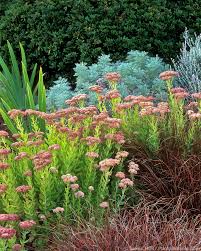 Attēlu rezultāti vaicājumam “Hylotelephium telephium flower”