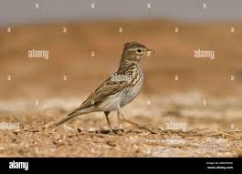 Image result for Calandrella rufescens