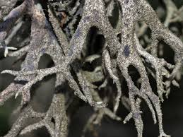 Attēlu rezultāti vaicājumam “Pseudevernia furfuracea”