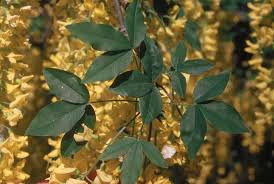 Attēlu rezultāti vaicājumam “Laburnum anagyroides leaf”