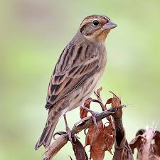 Image result for Emberiza aureola