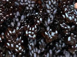 Attēlu rezultāti vaicājumam “Comatricha alta stalked”