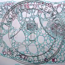 Attēlu rezultāti vaicājumam “Menyanthes trifoliata leaf”