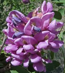 Attēlu rezultāti vaicājumam “Robinia neomexicana”