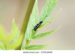 Attēlu rezultāti vaicājumam “Adalia bipunctata larva”