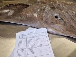 Image result for Dipturus intermedius
