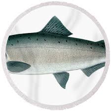 Image result for Oncorhynchus tshawytscha