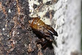 Attēlu rezultāti vaicājumam “Cossus cossus imago”