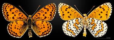 Attēlu rezultāti vaicājumam “Melitaea didyma”