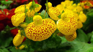 Attēlu rezultāti vaicājumam “Cypripedium calceolus”