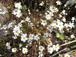 Attēlu rezultāti vaicājumam “Androsace septentrionalis”