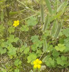 Attēlu rezultāti vaicājumam “Oxalis corniculata fruit”