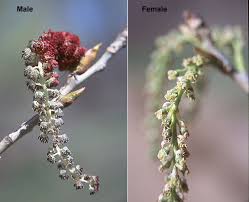 Attēlu rezultāti vaicājumam “Populus x petrowskyana flower”
