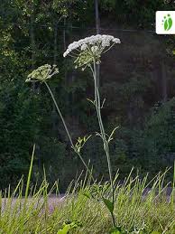 Attēlu rezultāti vaicājumam “Laserpitium latifolium leaf”